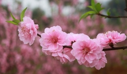 Hết Tết chớ vội vứt bỏ hoa đào vì đây là một dược phẩm và mỹ phẩm tuyệt vời