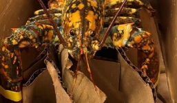 Tôm hùm ở siêu thị thoát lên đĩa nhờ màu sắc khác thường 