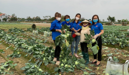 Tâm sự xót xa của người con Hải Dương khi thấy nông sản quê hương bị chất đống ngoài đồng