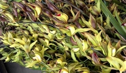 Gợi ý quà tặng 8/3: Loại hoa xuất hiện trong giấc mộng vua Trần được rao bán với mức giá rẻ như cho