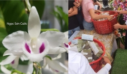 Màn giao dịch lan đột biến Ngọc Sơn Cước 250 tỷ ở Quảng Ninh lại khiến dân tỉnh 'xỉu up xỉu down'