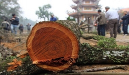 Lô gỗ sưa trăm tỷ đồng ở làng Phụ Chính sau 2 năm đã 'bốc hơi' mất 1/3 giá trị