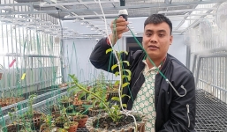 Màn giao dịch lan đột biến Ngọc Sơn Cước 250 tỷ gây chấn động ở Quảng Ninh: Chủ vườn lên tiếng