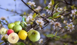 Bỏ rừng về phố, hoa táo mèo làm khuynh đảo thị trường khiến nhiều chị em mê mẩn