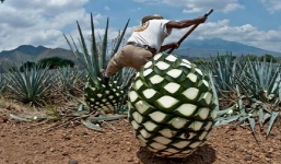 Không ngờ loại cây nhìn như dứa khổng lồ này lại có thể tạo ra thức uống đắt đỏ bậc nhất thế giới