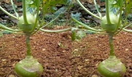 Nhìn cây su hào ra củ lạ chưa từng thấy, dân tình biết ngay gia chủ là người thế nào