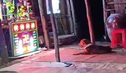 Vụ người đàn ông qua đời khi giằng co với bị 'cẩu tặc': Chú chó buồn rầu nằm trước bàn thờ chủ nhân gây xúc động