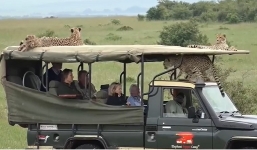 Cả đàn báo đốm trưng dụng xe tham quan để đùa vui khiến du khách được phen 'toát mồ hôi hột'