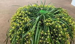 Sự thật về loại hoa xuất hiện trong giấc mộng vua Trần đang được rao bán với mức giá rẻ như cho