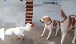 Chó đực có lá gan chuột nhắt bị gà trống lì lợm dạy cho bài học