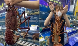 Tôm hùm đỏ ngon nhất thế giới đổ bộ Việt Nam với giá rẻ chưa từng có