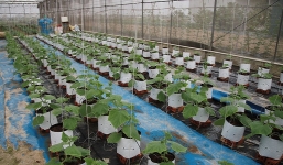 Trồng rau theo mô hình ứng dụng công nghệ cao, nông dân thu tiền tỷ mỗi năm