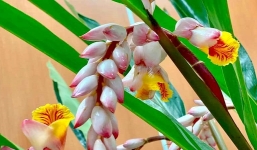 Hoa dại trên rừng về phố với giá siêu đắt đỏ, dân buôn vẫn bán nghìn cành/ngày