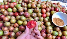 Mận Mộc Châu đầu mùa rớt giá còn 150.000 đồng/kg nhưng vẫn ế khách