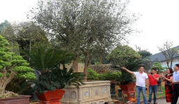 Đại gia Việt Trì đem cây mộc hương di sản từ thời Pháp tiền tỷ đổi lấy 1 kie lan đột biến