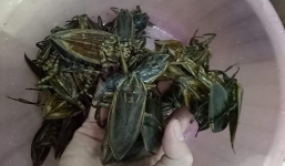 Loại côn trùng nhìn như bọ xít, 1kg bằng cả chỉ vàng nhưng vẫn được nhà giàu mua về ngâm mắm