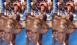 Ngư dân nhận 'mưa' lời khen nhờ hành động thả loài cá cực kỳ quý hiếm về biển