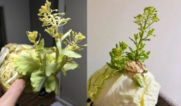 Cô nàng khoe bắp cải 'đột biến' ra hoa, dân tình mạnh dạn chốt giá ngay 2 tỷ