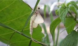 Vớt loại côn trùng 20 năm mới xuất hiện trở lại sông Hồng, người dân kiếm cả triệu đồng mỗi đêm