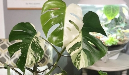 Sau lan đột biến, lá trầu bà đột biến cũng giá từ vài chục triệu đến nửa tỷ đồng