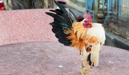 Gà tí hon oai phong như lực sĩ, giá cả chục triệu được nhiều dân chơi săn lùng