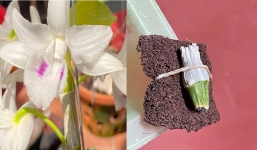 Nữ đại gia Quảng Ninh nói lý do mua kie lan đột biến còn chưa 'mở mắt' với giá gần 18 tỷ