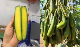 Bơ ngón tay không hạt có giá cao ngất vẫn được chị em lùng mua