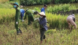 Vĩnh Phúc: Các chiến sĩ công an đồng loạt xuống đồng gặt lúa giúp bà con đang phải cách ly