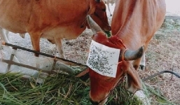 Chủ nuôi có tâm giúp đàn bò ung dung ăn uống chỉ nhờ mảnh giấy 'thần kỳ'