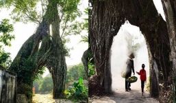 Cây đa nửa nghìn tuổi tạo thành cổng làng độc nhất vô nhị ở Hưng Yên