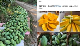 Xoài giá rẻ như cho, nông dân gọi thương lái mãi mà không có ai tới mua