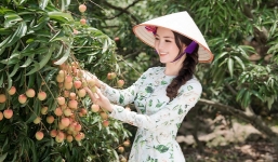 Tin vui từ tâm dịch Bắc Giang: Lô vải thiều đầu tiên được xuất khẩu sang Nhật Bản