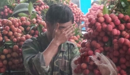 Bắc Giang: Không có chuyện vải thiều sớm bị ép giá xuống 2.000 đồng/kg 