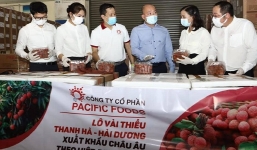 Lô vải thiều đầu tiên xuất khẩu đi EU theo Hiệp định Thương mại tự do