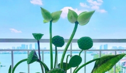 Sen tiến vua quý hiếm, 300.000 đồng 1 cành vẫn được nhiều người săn lùng