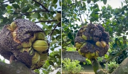 Quả 'mít đột biến' được CĐM mạnh dạn định giá 8 tỷ đồng