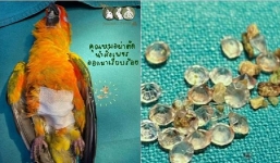 Vẹt lăn ra ốm vì nuốt 21 viên kim cương của chủ nhân