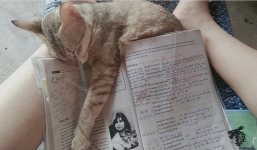 Thi tốt nghiệp THPT Quốc gia 2021: Tờ lịch và chú mèo 'tiên tri' trúng tủ bài 'Sóng' khiến netizen bội phục