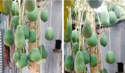 Cây đu đủ mọc quả siêu 'dị biệt', chủ nhà mạnh dạn định giá 7 tỷ mới chuyển nhượng