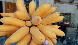 Thanh niên khoe chùm quả chín vàng nhìn như chuối mà không phải chuối, nhiều người cũng chịu cứng