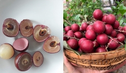 Loại nhãn 'lạ' được thương lái lùng mua tận vườn với giá cao gấp 5 lần nhãn thường