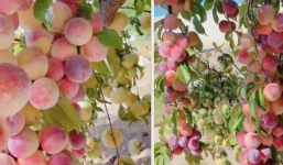 Cây đào 'đột biến' cho quả mọc kín từ thân lên đến cành, dân tình phát ham liền định giá 10 tỷ