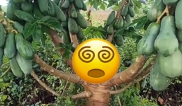 Cây đu đủ 'đột biến' mọc ra 9 nhánh, quả sai chi chít khiến cõi mạng định giá lên tới 7 tỷ  