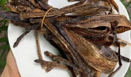 Nhiễu loạn thông tin nuốt Địa long phòng, chữa Covid-19: Bộ Y tế lên tiếng 