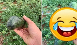 Quả dưa đột biến, kết quả từ 'mối tình vụng trộm giữa anh leo và chị hấu' được 'định giá tận 8 tỷ'