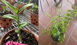 Đại gia Đà Nẵng gây xôn xao khi đổi siêu xe 21 tỷ lấy 2 giò lan đột biến