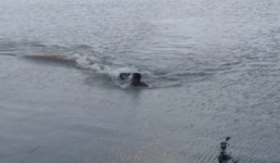 Bị cá sấu truy đuổi, người đàn ông dùng hết sức bình sinh bơi trở lại bờ