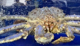 Cua hoàng đế màu sắc siêu hiếm xuất hiện ở Việt Nam, giá 50 triệu đồng vẫn không bán