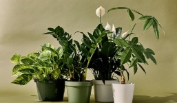 Mang về 'cây phong thủy' để phát tài, chồng bị vợ vạch trần bí mật đen tối