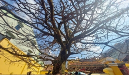 Cây mai trên 50 năm vừa xuống chợ Tết, đại gia liền chốt mua 4 tỷ sau 10 phút ngắm nghía